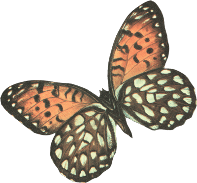 butterfly
