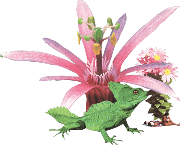 plant