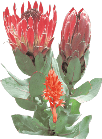 plant