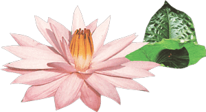 searoses