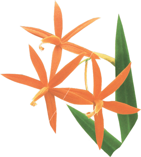 a beautiful orange flower
